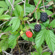 Illustration for article titled The Tastiest Berries That Grow Wild In North America